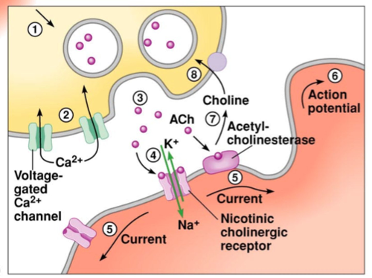 <p>1. Action Potential (opens voltage gated Ca+ channels, enter neuron, causes synaptic vesicles to release their contents in synaptic cleft) motor neurons always release acetyl choline into the junction</p><p>Target: nicotinic cholinergic receptor (nAChR) - which is ionotropic (ion channel opens up - cation ion channel that allows K+ and Na+ pass) (muscle - more hyperpolarized ~ -90) once threshold is reached, channels open, Na+ is farther away from potential and rapid depolarization occurs, action potential</p><p>Insert enzyme (right into end plate region) - acetylcholinesterase and recycled to make a new neutransmitter</p><p>organophosphates - blocks acetylcholinesterase - acetyl choline keeps going and signal does stop</p>