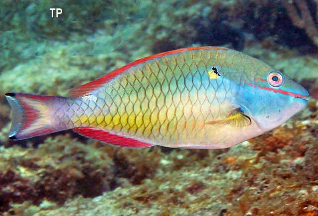 <p>Green!, red stripe on top &amp; bottom, red line under eye</p>