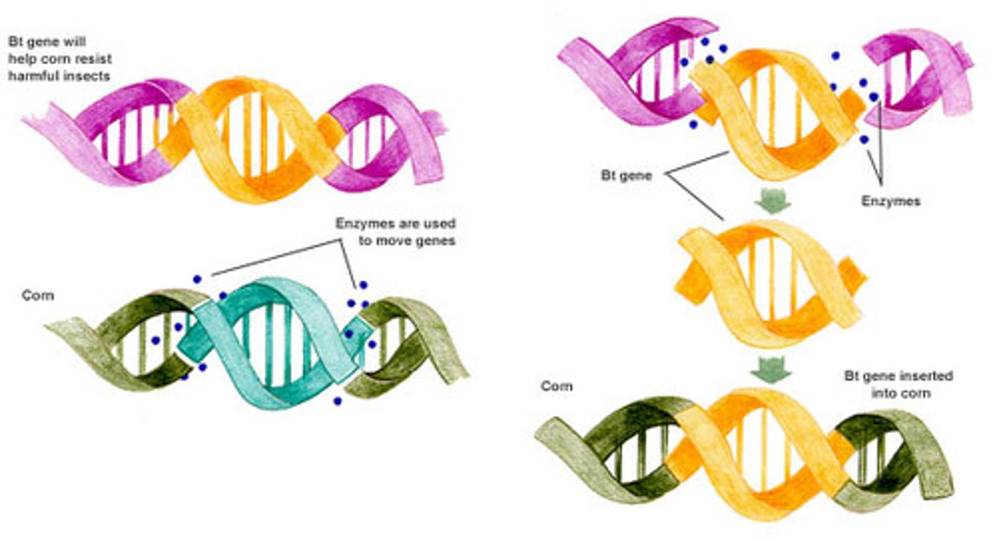 <p>the change to the genetic constitution of an organism by artificial methods.</p>