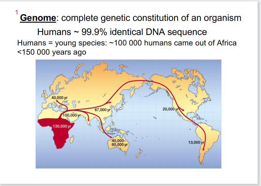 <p>- complete genetic constitution of an organism</p>