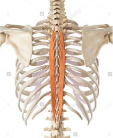 <p>It arises from the common origin and extends from the spinous processes in the superior lumbar and inferior thoracic regions to the spinous processes in the superior thoracic region</p><p><strong>Action</strong>:</p><p>Unilaterally: laterally flexes head or the vertebral column</p><p>Bilaterally: extend head and part or all of the vertebral column</p>