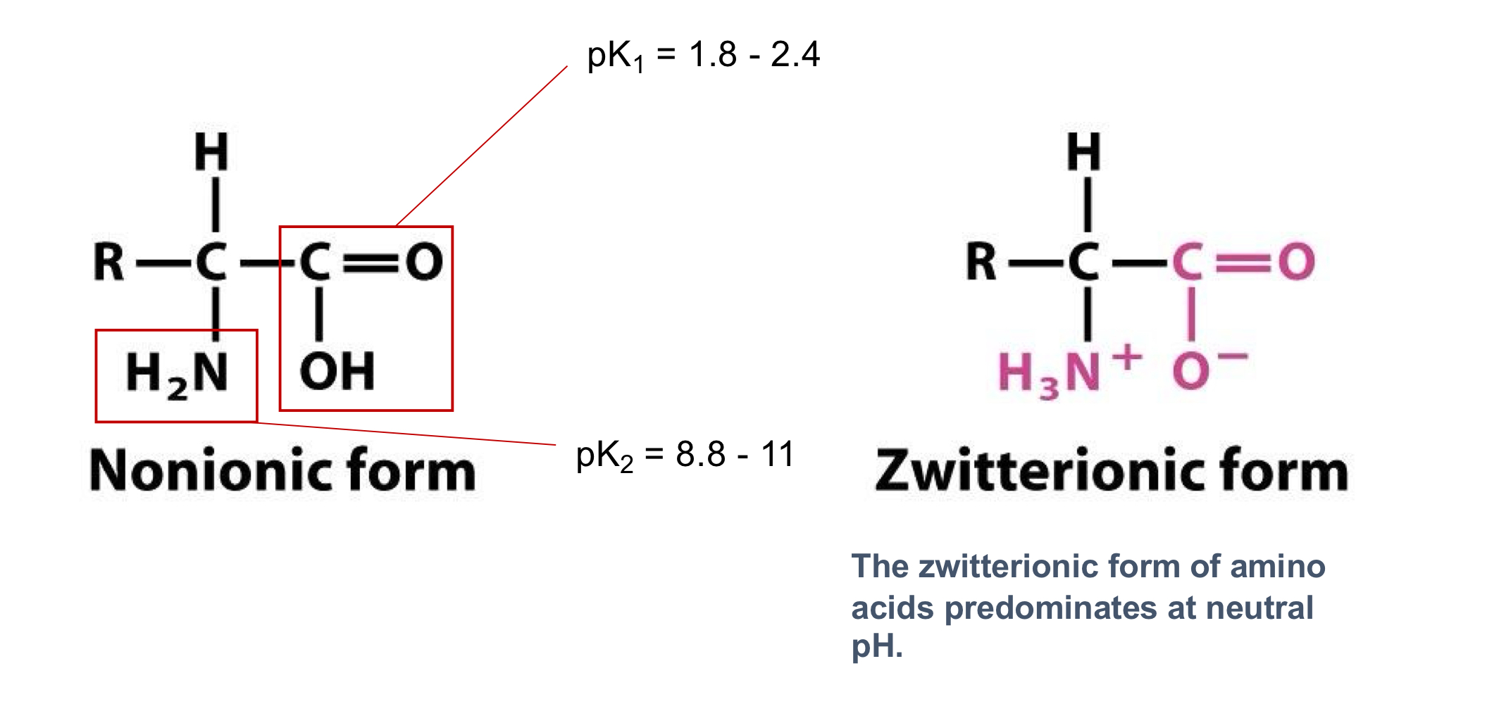 <ul><li><p>where the carboxyl group is deprotonated (<span><span>COO</span><sup><span>-</span></sup></span>) and the amino group is protonated (<span><span>NH</span><sub><span>3</span></sub><sup><span>+</span></sup></span>)</p></li><li><p>net charge of zero and predominates at neutral pH</p></li></ul><p></p>