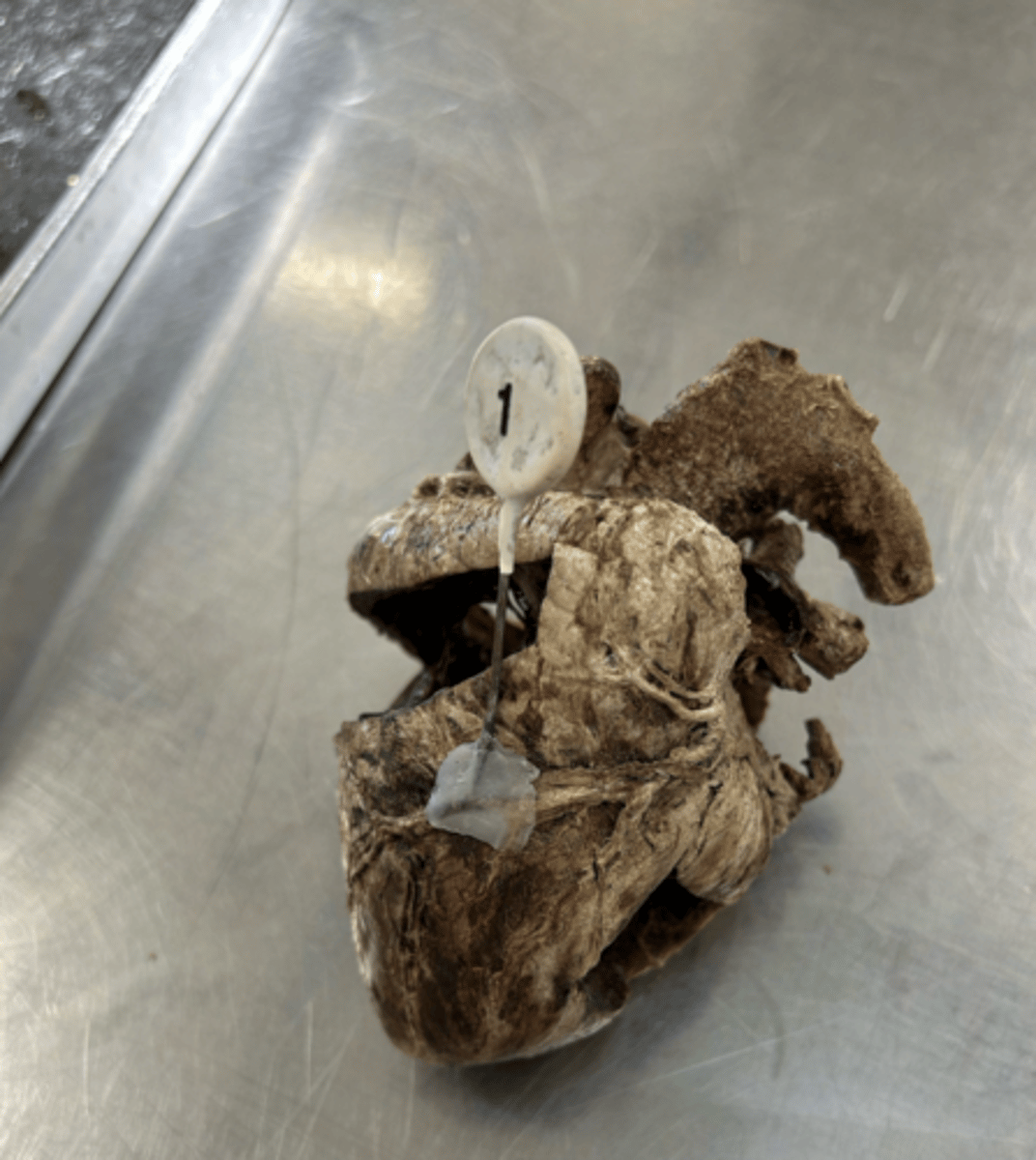 <p>ID the vessels found at this location.</p>
