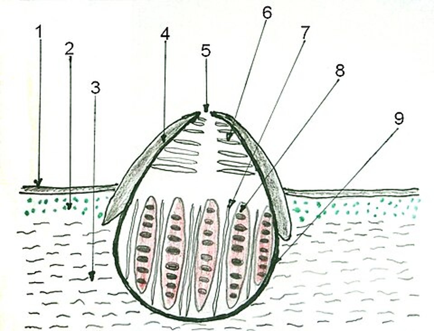 <p>Owocnik Xylariales</p>