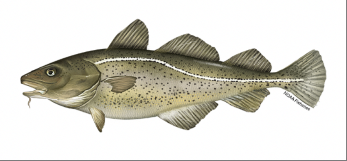 <p>Atlantic Cod<strong> Order</strong></p>