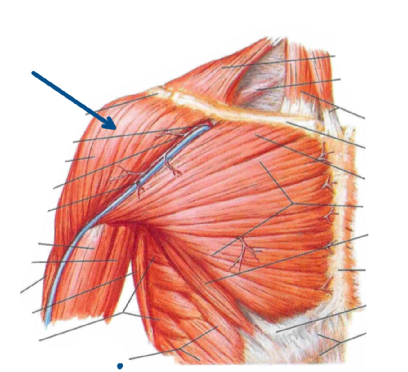 <p>Identify the insertion of the structure indicated by the arrow</p>