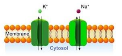 <p>what is this type of ion channel </p>