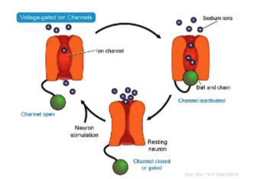 <p>due to sodium channel inactivation: </p><ul><li><p><strong>sodium channels close to an inactivated state</strong> that takes 2-3 msec to relax to a true closed state</p></li><li><p>the closed state can be reopened by a stimulus but <strong>the inactivated state cannot</strong></p></li></ul><p></p>