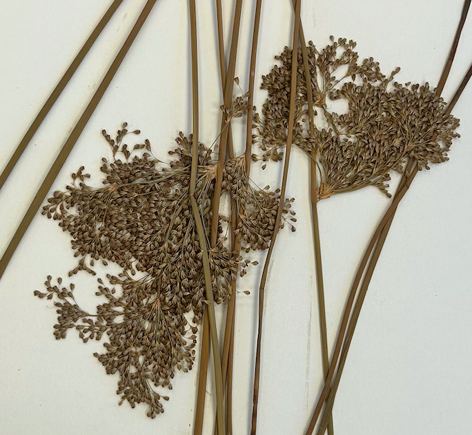 <p>Poales</p><p>Juncaceae</p><p><span style="background-color: transparent;"><em><span>J. effusus</span></em></span></p>