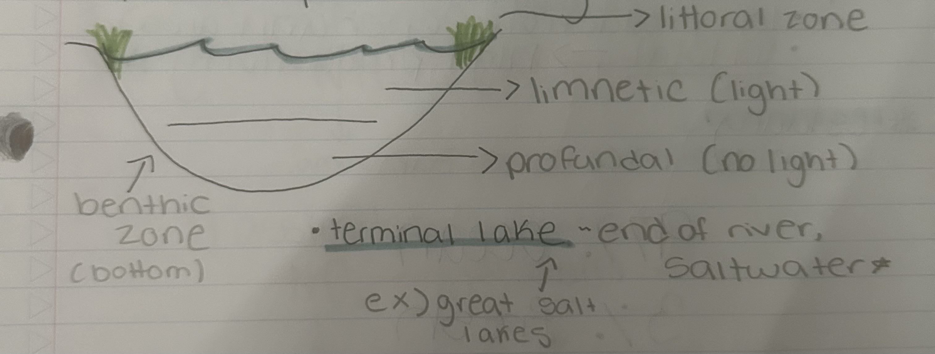littoral = edges w/ plants, limnetic = part of water w/ light, profundal = part of water w/ no light, benthic = bottom, terminal lake = end of river (saltwater)