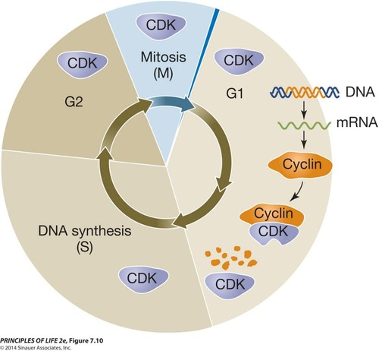 <p>Cyclins are synthesized in response to signals and regulate CDK activity at different stages of the cell cycle.</p>