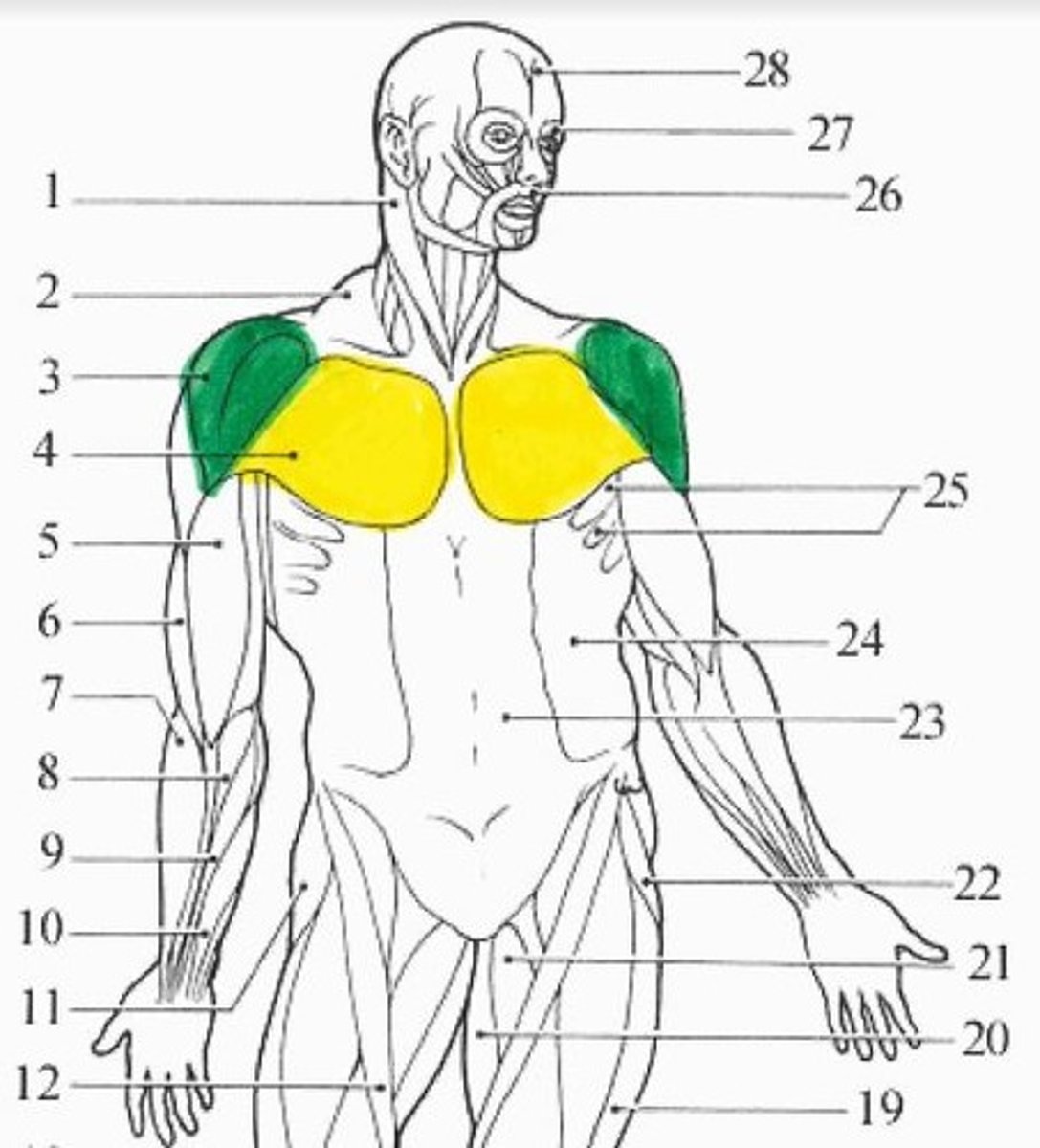 <p>yellow muscle</p>