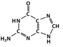 Purine nitrogenous base that pairs with Cytosine in DNA