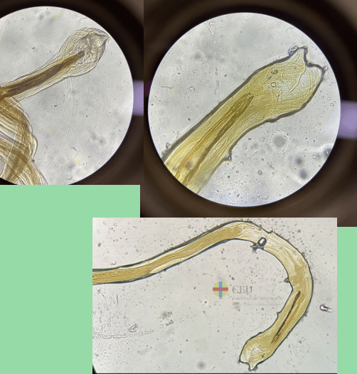 <p>Male or female</p>