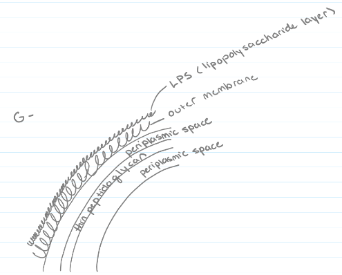 <p><strong>Gram-negative</strong> = multilayered cell wall, more complex than a gram-positive, single layer of peptidoglycan, enclosed by an outer membrane with a lipopolysaccharide layer (LPS)</p><ul><li><p>LPS layer contains lipid A, an endotoxin that is released when the cell dies and causes endotoxic shock in patients</p></li></ul>
