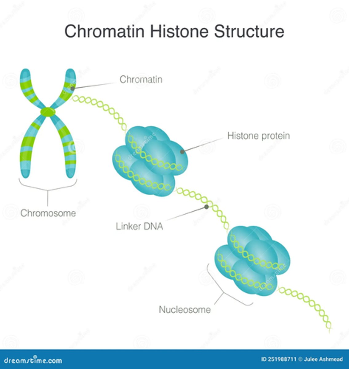 <p>How many base pairs link one nucleosome to the next? What are these base pairs called?</p>