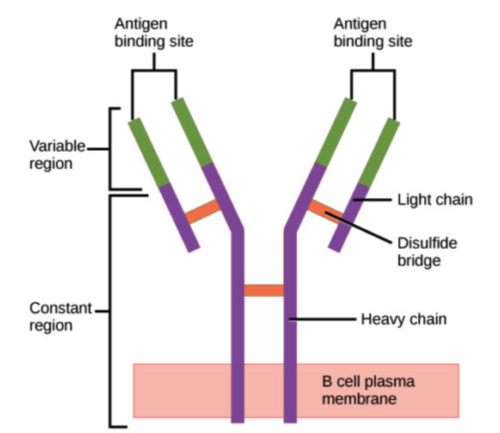 <p>antibodies</p><p><span>(Note: Y-shaped proteins</span><br><span>with constant and variable</span><br><span>regions, and disulfide</span><br><span>bonds connect heavy chains to</span><br><span>each other, and to light</span><br><span>chains.)</span></p><p></p>
