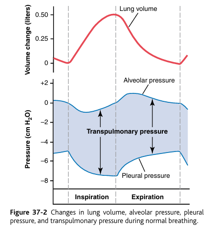 <p><strong>Transpulmonary pressure</strong> is the <strong>pressure</strong> that<strong> keeps your lungs open.</strong></p><p>Finally, note in Figure 37-2 the<em>&nbsp;transpulmonary pressure</em><strong><em>&nbsp;</em></strong><em>is the</em>&nbsp;<strong>difference between the alveolar pressure</strong> and the <strong>pleural pressure</strong>.</p><p><strong>Recoil pressure</strong> refers to the <strong>force with which the lungs naturally try to collapse inward</strong> due to their elastic properties.</p><p><strong>Recoil pressure = Transpulmonary pressure</strong><br>(at static conditions)</p><ul><li><p><strong>Alveolar pressure (Pₐ)</strong>: the pressure <em>inside</em> the air sacs (alveoli).</p></li><li><p><strong>Intrapleural pressure (Pᵢₚ)</strong>: the pressure in the pleural cavity (the thin space between lung and chest wall), which is normally <strong>negative</strong>.</p></li></ul><p>If transpulmonary pressure is:</p><ul><li><p><strong>High (positive) →</strong> lungs are more <strong>expanded.</strong></p></li><li><p><strong>Low →</strong> lungs are less expanded.</p></li><li><p><strong>Zero →</strong> lung would<u> collapse</u> (like in pneumothorax).</p></li></ul><p></p>