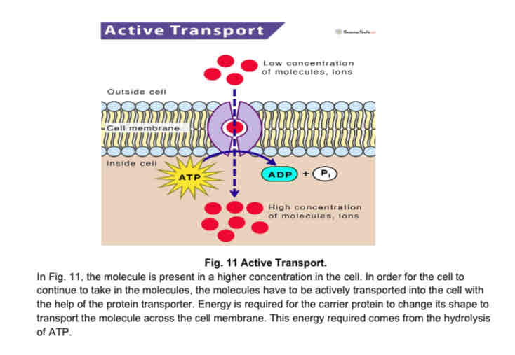 <ul><li><p>movement of molecules/ions from a region of lower concentration to a region of higher concentration across the cell membrane</p></li><li><p>energy from the hydrolysis of ATP is required</p></li><li><p>cells that constantly transport molecules by active transport requires a lot of energy → large number of mitochondria</p></li><li><p>carrier proteins are also required for the process</p></li></ul>