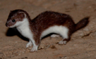 <p>obligate carnivore (small rodent); smallest member of carnivora; large black eyes; brown above, white below; no black tip on tail</p>