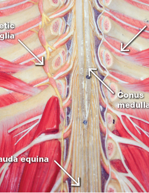 <p>far right arrow </p>