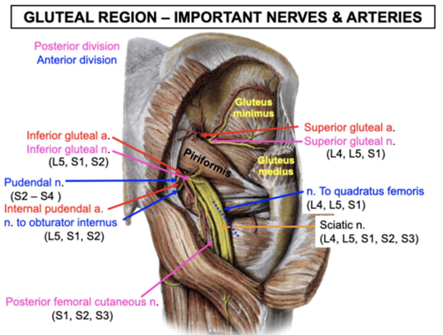 <p>All of the following can be visualized; read to know what to look for</p><p>Superior gluteal nerve and vessels</p><p>-Pass through the greater sciatic foramen</p><p>-Superior gluteal vessels provide superficial branches to the Gluteus maximus, pass between the Gluteus medius and minimus to reach the TFL</p><p>Inferior gluteal nerve and vessels</p><p>-Exit the greater sciatic foramen inferior to the piriformis and enter the deep surface of the gluteus maximus </p><p>Sciatic nerve and vessels</p><p>-Passes through the greater sciatic foramen</p><p>-It descends posterior to the obturator internus, gemelli, and quadratus femoris to enter the thigh</p><p>Posterior femoral cutaneous</p><p>-Runs medial to the sciatic nerve</p><p>-It supplies cutaneous information to the posterior thigh</p><p>Nerve to the obturator internus</p><p>-Exits greater sciatic foramen and passes immediately into the lesser sciatic foramen</p><p>-It supplies motor innervation to the obturator internus and superior gemellus muscles</p><p>Pudendal nerve and vessels</p><p>-Exit through the greater sciatic foramen and passes immediately into the lesser sciatic foramen just medial to the nerve to the obturator internus</p><p>Nerve to the quadratus</p><p>-Exits the greater sciatic foramen inferior to the piriformis and descends anterior to the obturator internus and gemelli muscles</p><p>-It innervates the inferior gemellus and quadratus femoris muscles</p>