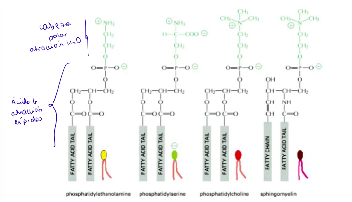 <p>Fosfolípidos: cabeza hidrofílica (exterior) cola hidrofóbica (interior) → anfipáticos</p><p>La membrana es una bicapa lipídica semipermeable</p><p> </p>
