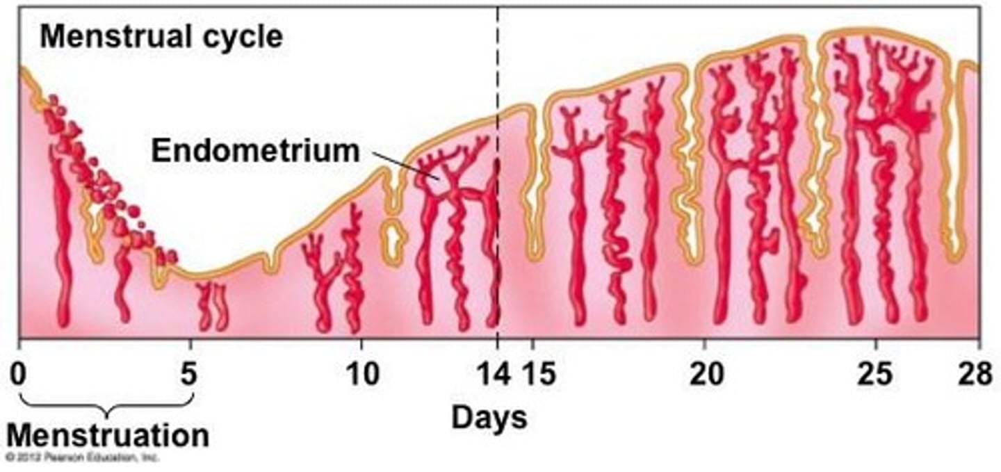 <p>The inner lining of the uterus that provides a nutritious environment for implantation.</p>