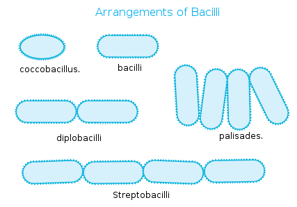 <p>Rod-Shaped</p><ul><li><p><strong>Description:</strong> Cylindrical, elongated bacteria.</p></li><li><p><strong>Examples:</strong></p><ul><li><p><em>Escherichia coli</em> (E. coli)</p></li><li><p><em>Bacillus subtilis</em></p></li><li><p><em>Salmonella</em></p></li></ul></li><li><p><strong>Arrangement Types:</strong></p><ul><li><p><strong>Single bacillus</strong> (individual rods)</p></li><li><p><strong>Diplobacilli</strong> (pairs)</p></li><li><p><strong>Streptobacilli</strong> (chains)</p></li><li><p><strong>Coccobacillus</strong> (short, oval-like rods)</p></li></ul></li></ul><p></p>