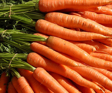 green leaves at the top, with the actual vegetable at the end. Carrots are typically long and can range in thickness. They are usually thicker at the area where they meet the leaves, and thinner to a point on the opposite end, although this can vary. They can range between oranges-yellows-whites-purples-pinks-reds in color.