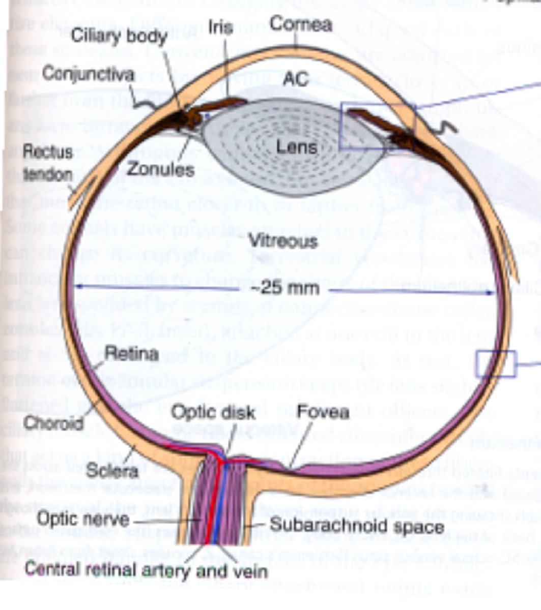 <p>Area from lens outward</p>