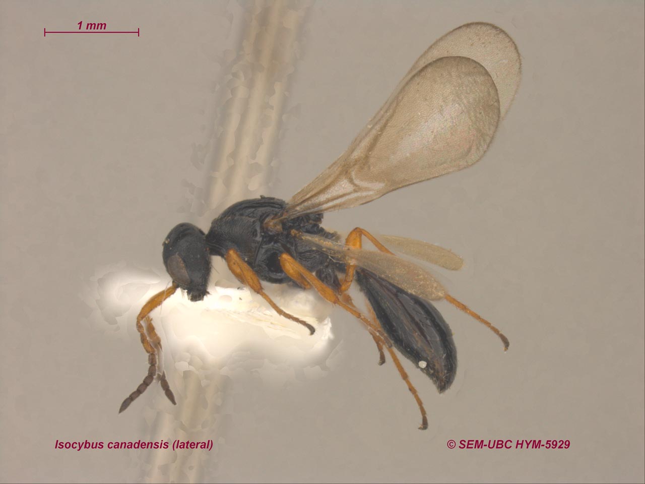 <p>one tibial spur<br>elbowed antennae<br>pronotum dorsally U-shaped</p>