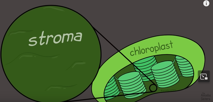 <ul><li><p>Take place in the stroma (like the cytoplasm)</p></li><li><p>Use ATP from light and CO2 from air to make molecules used in light reactions</p></li><li><p>Produce glucose used in cellular respirations</p></li></ul>