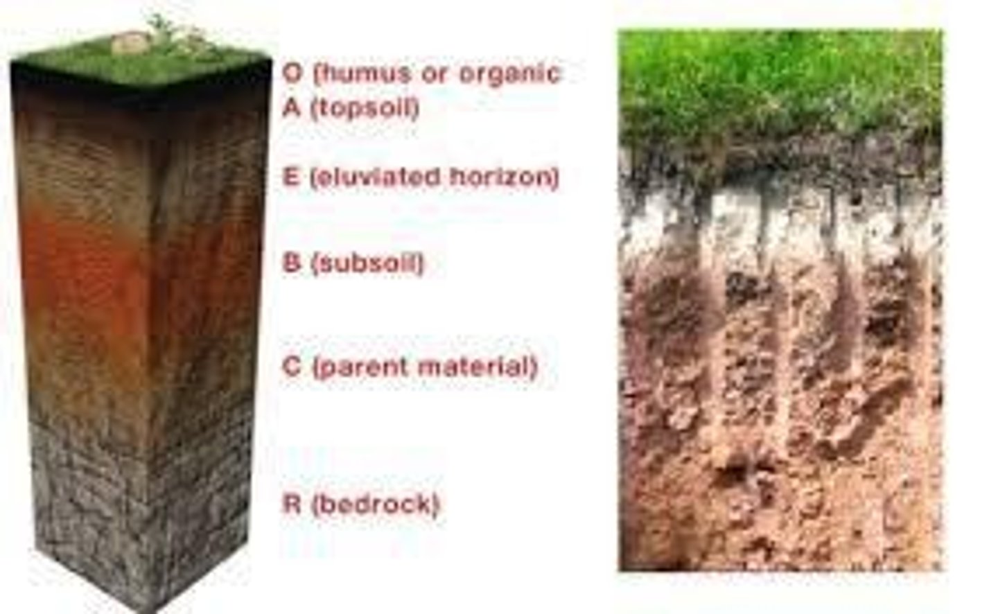 <p>The top layer is called topsoil (contains humus and small grains of rock), the second layer is lighter in color with less humus and minerals, and the third layer contains larger rocks beginning to break down into soil.</p>
