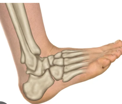 <p><span>lifting the foot so its superior surface approaches the shin</span></p>