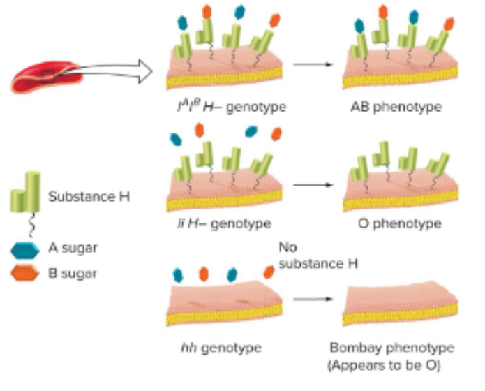 <p>Fill in the blank…</p><p>Recessive epistasis in humans with a rare blood type</p><p>The gene for substance H is epistatic to the ABO gene. Without this substance, the A and B sugars can’t attach to red blood cells. All type A, AB, B, and type O people are ( ), while people with the ( ) genotype will appear to be type O since the A and B sugars have nothing to attach to even if they are present.</p><p>This causes someone who carrier the A and B alleles to appear to be type O.</p>