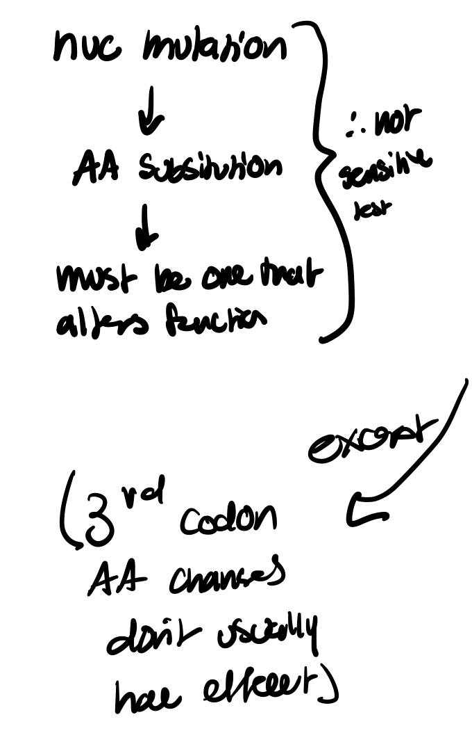 <p>Estimates of the amounts and kinds of genetic variation that exist in populations is one of the primary foci of evolutionary studies. </p><p>Understanding the details of this genetic variation was greatly facilitated in the 1960’s with the advent of protein electrophoresis. </p><p>This is a technique that allows the visualization of many proteins within an organism in a manner that allows a <strong>gross estimate of the amino acid changes that exist within various forms of the protein commonly referred to as allelomorphs (</strong>diff morphotypes, of a protein=diff alleles<strong>). </strong></p><p>Protein electrophoresis takes advantage of the fact that most mutations in structural genes should result in a substitution, deletion, or addition of at least one amino acid in the polypeptide produced by the gene. </p><p>In a certain proportion of the cases this mutation in the gene will cause changes in the net electrical charge on the polypeptide and the charge on the enzyme or protein of which it is a part. </p><p>Keep in mind however that many mutations in the DNA sequence do not cause changes in the Amino Acid being coded for and thus the estimates generated with this technique are generally considered to be underestimates of the true level of genetic variability within a population at the DNA level.</p><p>—inevitably going to underestimate AA changes bc won’t pick up alterations with no functional difference, like in the wobble position</p>