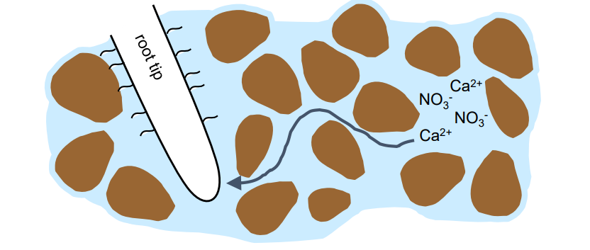<p>Dissolved nutrients move to the root in soil water that is flowing towards the roots.</p>