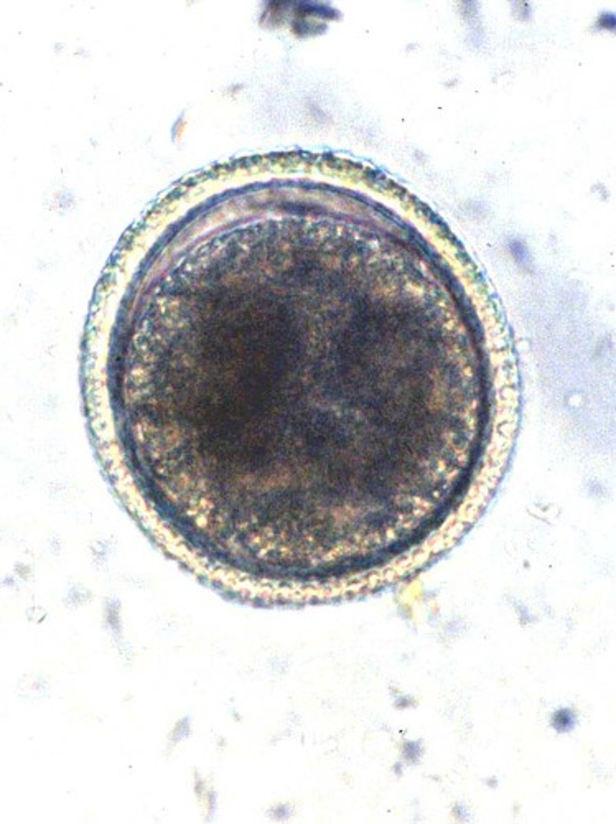 <p>feline roundworm</p>