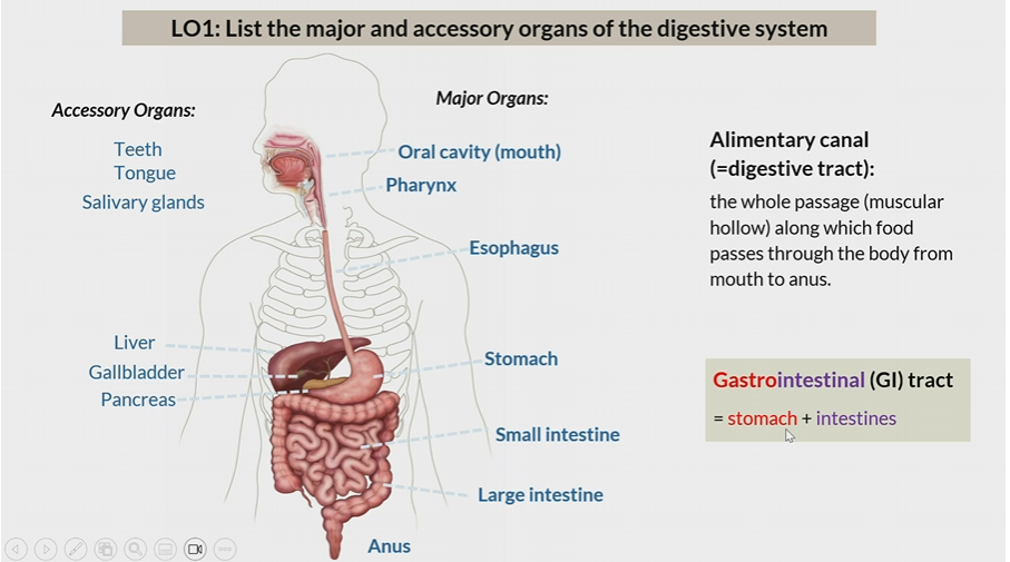 <p>Stomach + intestines </p>