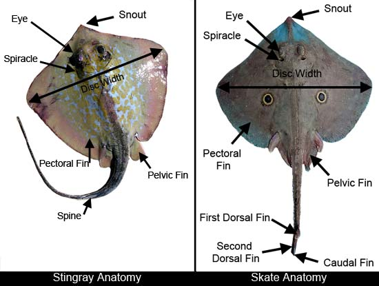 <p>No caudal fin, slender whip-like tail</p><p></p>