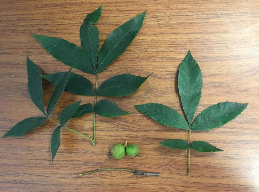 <p><em>Carya cordiformis</em></p>