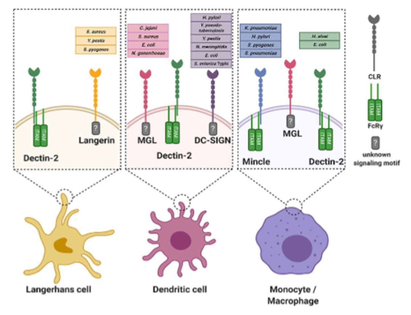 <p><span class="bgB">Membrane-bound receptors</span></p><p>-Bind to carbohydrates in a calcium dependent manner</p><p>-Involved in <span class="bgY">bacterial and fungal recognition</span></p><p>-Modulate (adjust) the innate immune response</p>