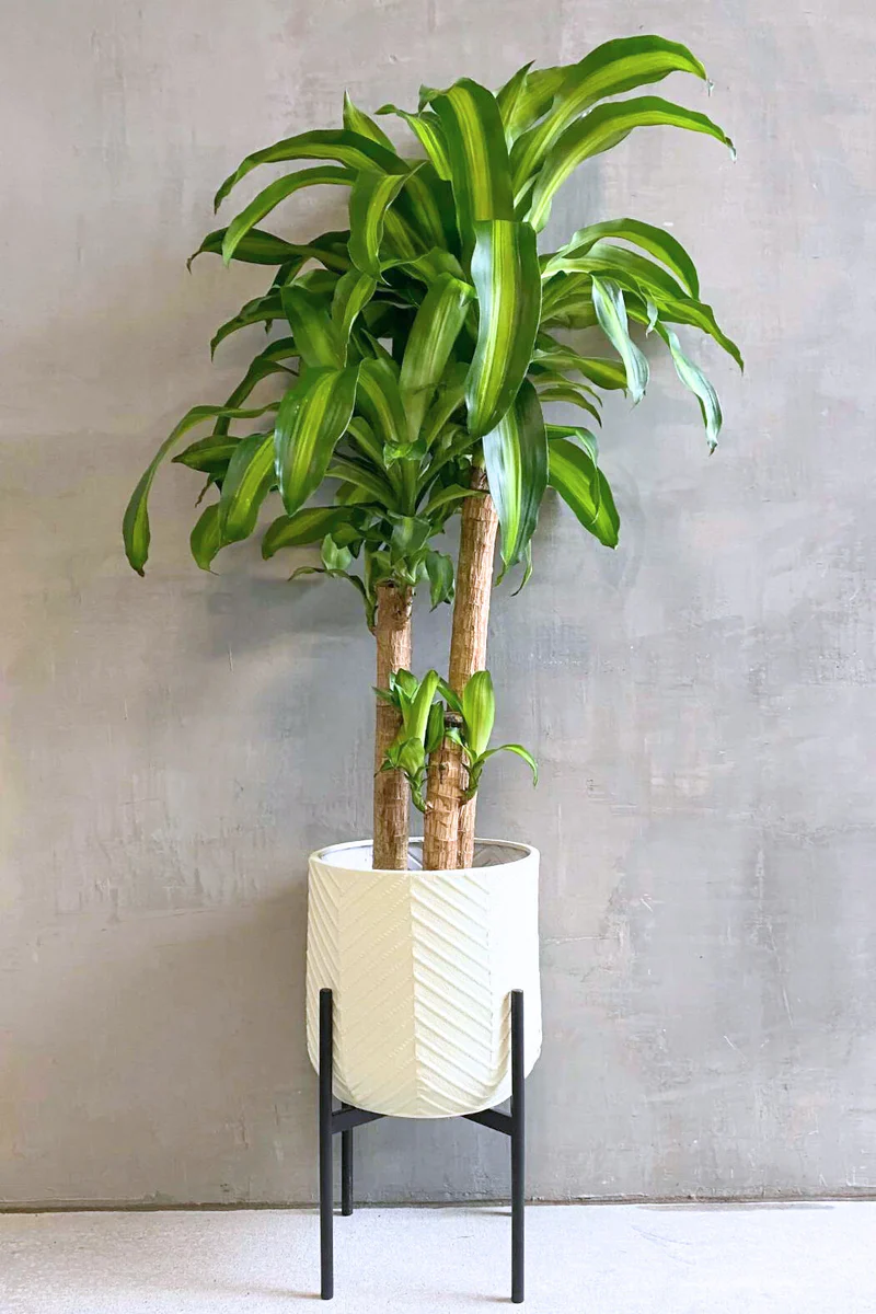 <p>dracaena fragans</p>