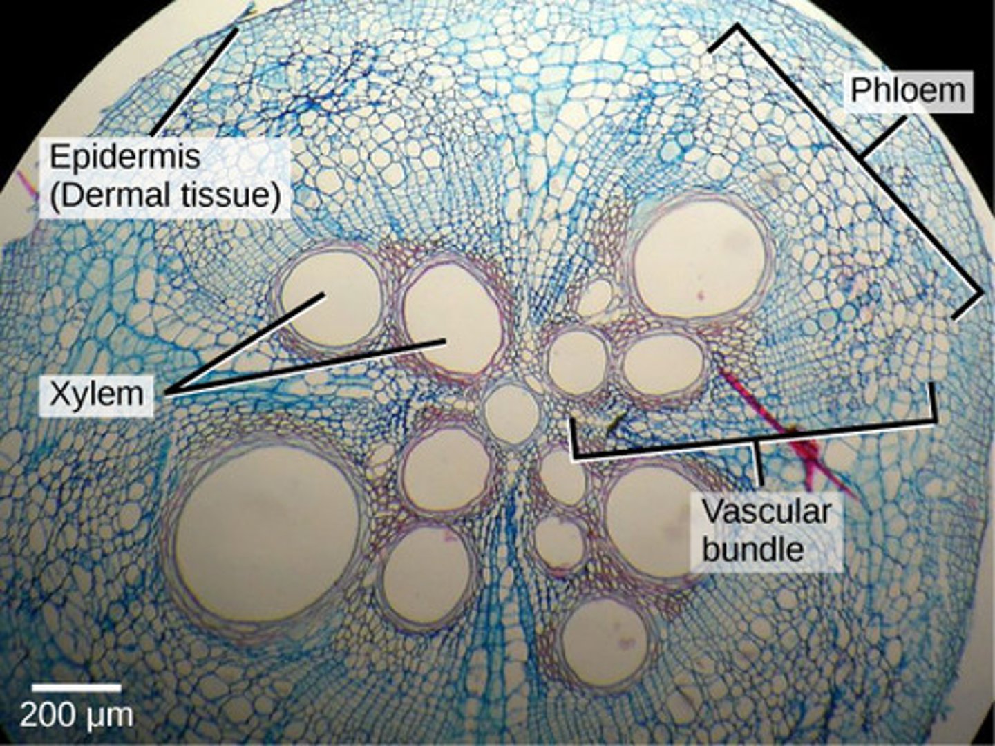 <p>1. ground tissue<br>2. dermal tissue<br>3. vascular tissue</p>