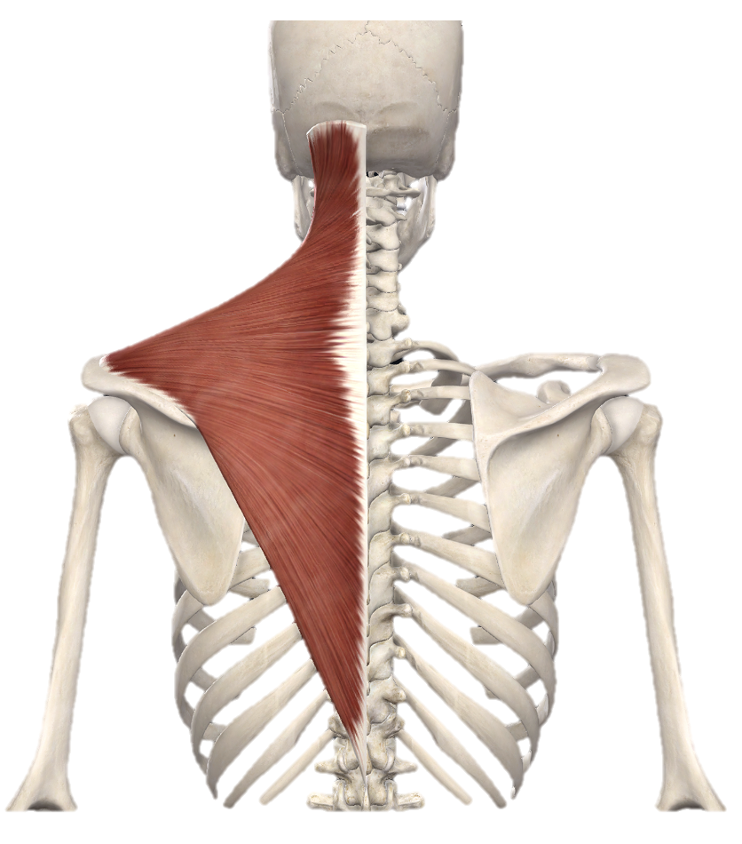 <p>Action and innervation of <strong>Trapezius muscle</strong></p>