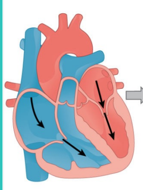 <p>Heart is relaxed Blood is entering atria</p>