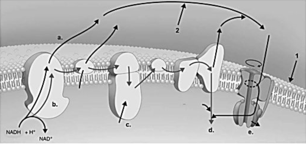 <p><span>In the figure, where is ATP produced?</span></p>