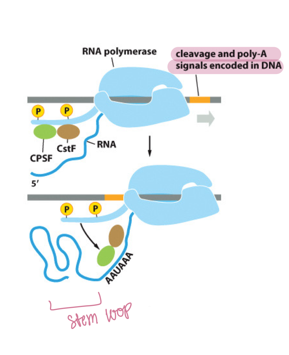 <p><strong>CstF</strong> and <strong>CPSF</strong> proteins transfer from pol II to bind the t<strong>ermination sequence</strong>, cleave and release the RNA transcript, while an <strong>exonuclease</strong> "chases" pol II and forces it to release</p>