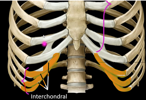 <p>What are these ribs?</p><p></p>